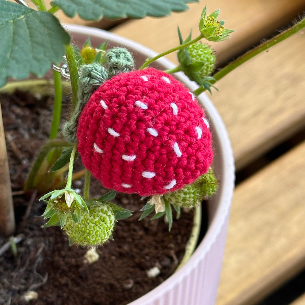 Erdbeeren-Set